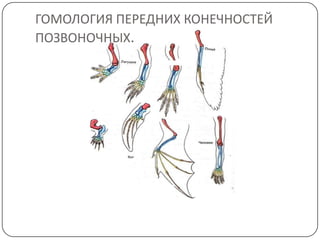 ГОМОЛОГИЯ ПЕРЕДНИХ КОНЕЧНОСТЕЙ
ПОЗВОНОЧНЫХ.
 