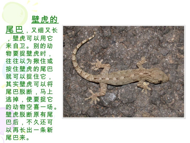 动物尾巴的作用