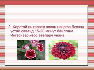 2. Хөрстэй нь гаргаж авсан цэцэгээ бүлээн
 устай саванд 15-20 минут байлгана.
 Ингэснээр хөрс зөөлөрч унана.
 