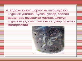 4. Үлдсэн жижиг шороог нь шүршүүрээр
 шүршиж унагана. Бүлээн усаар, зөөлөн
 даралтаар шүршихээ мартав, ширүүн
 шүршвэл үндсийг гэмтээж халдвар оруулах
 магадлалтай.
 