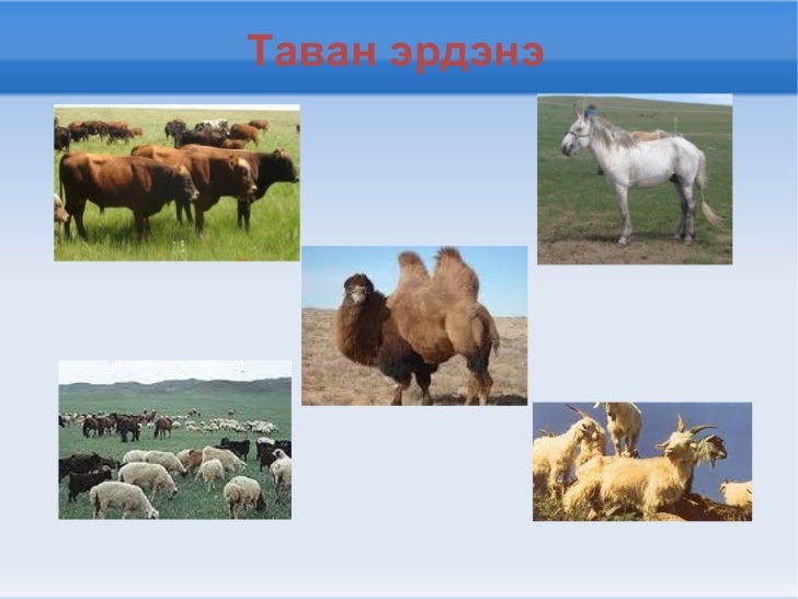 тэжээмэл амьтан туяа