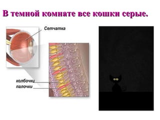 В темной комнате все кошки серые.
 