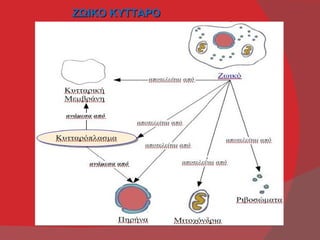 ΖΩΙΚΟ ΚΥΤΤΑΡΟ
 