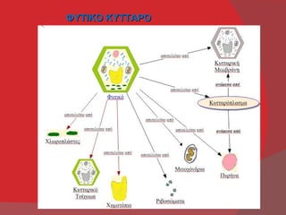 ΦΥΤΙΚΟ ΚΥΤΤΑΡΟ
 