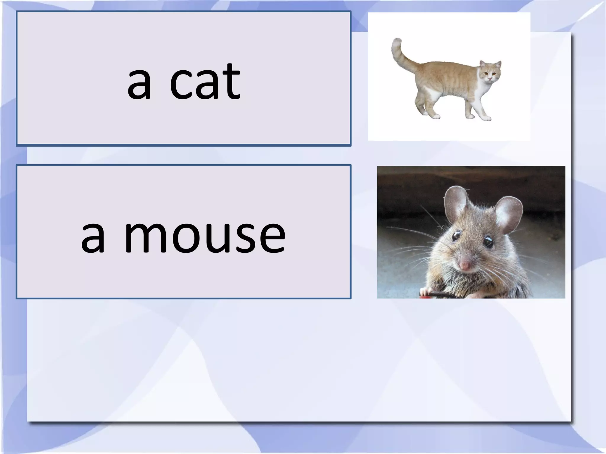 a cat
a mouse