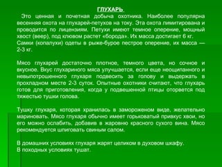 ГЛУХАРЬ
  Это ценная и почетная добыча охотника. Наиболее популярна
весенняя охота на глухарей­петухов на току. Эта охота лимитирована и
проводится по лицензиям. Петухи имеют темное оперение, мощный
хвост (веер), под клювом растет «борода». Их масса достигает 6 кг.
Самки (копалухи) одеты в рыже­бурое пестрое оперение, их масса —
2­3 кг.

Мясо глухарей достаточно плотное, темного цвета, но сочное и
вкусное. Вкус глухариного мяса улучшается, если еще неощипанного и
невыпотрошенного глухаря подвесить за голову и выдержать в
прохладном месте 2­3 суток. Опытные охотники считают, что глухарь
готов для приготовления, когда у подвешенной птицы оторвется под
тяжестью тушки голова.

Тушку глухаря, которая хранилась в замороженом виде, желательно
мариновать. Мясо глухаря обычно имеет горьковатый привкус хвои, но
его можно ослабить, добавив в жаровню красного сухого вина. Мясо
рекомендуется шпиговать свиным салом.

В домашних условиях глухаря жарят целиком в духовом шкафу.
В походных условиях тушат.
 