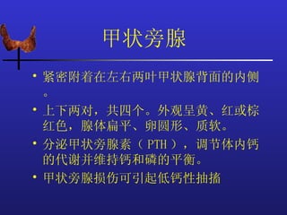 甲状旁腺
• 紧密附着在左右两叶甲状腺背面的内侧
  。
• 上下两对，共四个。外观呈黄、红或棕
  红色，腺体扁平、卵圆形、质软。
• 分泌甲状旁腺素（ PTH ），调节体内钙
  的代谢并维持钙和磷的平衡。
• 甲状旁腺损伤可引起低钙性抽搐
 
