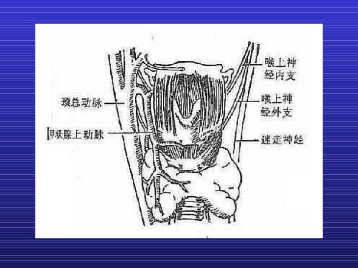 甲状腺解剖生理概要及临床意义 甲状腺解剖生理概要及临床意义
