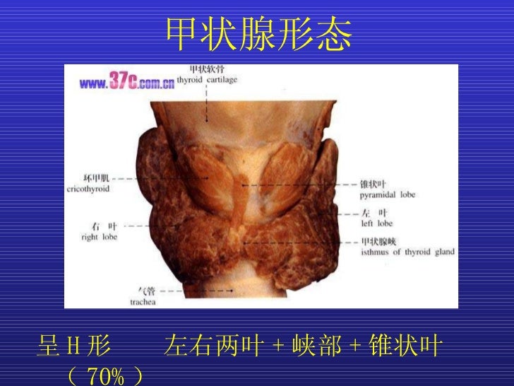 甲状腺解剖生理概要及临床意义 甲状腺解剖生理概要及临床意义