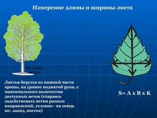 Измерение длины и ширины листа




                                             а
                                             н
                                             н
                                             и
                                             л
                                             Д
                                       Ш ир ин а




Листья берутся из нижней части
кроны, на уровне поднятой руки, с
максимального количества             S= A x B x K
доступных веток (стараясь
задействовать ветки разных
направлений, условно - на север,
юг, запад, восток)
 