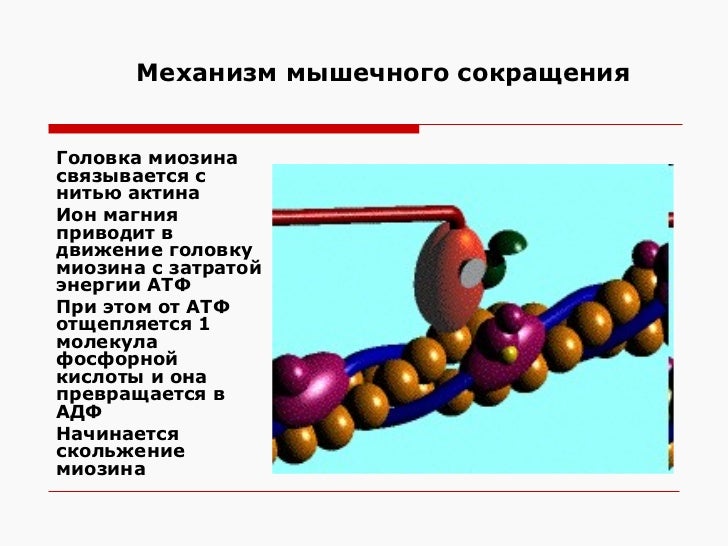 Сокращение актина и миозина. Механизм сокращения мышц. Мышечное сокращение. Сокращение мышц актин и миозин. Механизм сокращения мышечного волокна.