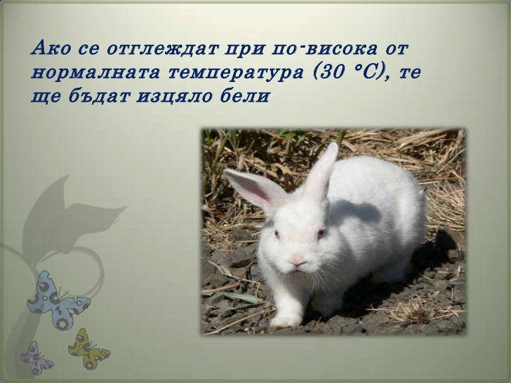 модификационна изменчивост