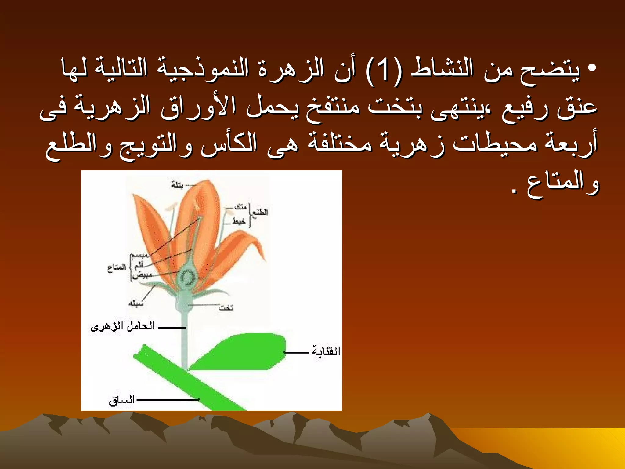 ‫• يتضح من النشاط )1( أن الزهرة النموذجية التالية لها‬
‫عنق رفيع ،ينتهى بتخت منتفخ يحمل الوراق الزهرية فى‬
‫أربعة محيطات زهرية مختلفة هى الكأس والتويج والطلع‬
                                              ‫والمتاع .‬
 