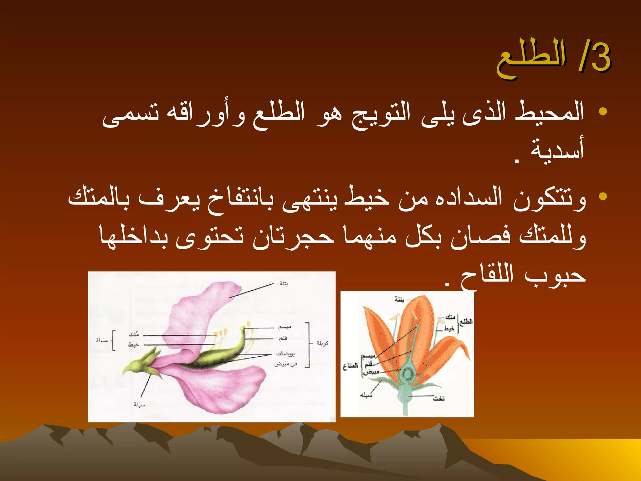‫3/ الطلع‬
   ‫• المحيط الذى يلى التويج هو الطلع وأوراقه تسمى‬
                                          ‫أسدية .‬
‫• وتتكون السداده من خيط ينتهى بانتفاخ يعرف بالمتك‬
  ‫وللمتك فصان بكل منهما حجرتان تحتوى بداخلها‬
                                  ‫حبوب اللقاح .‬
 