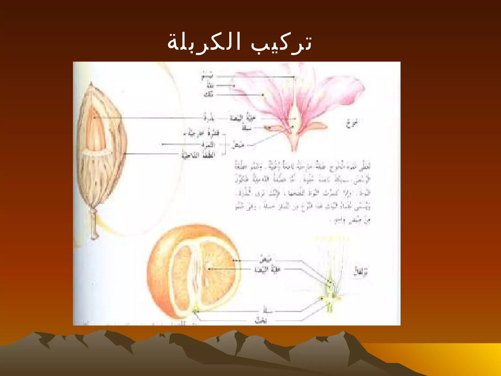 ‫تركيب الكربلة‬
 