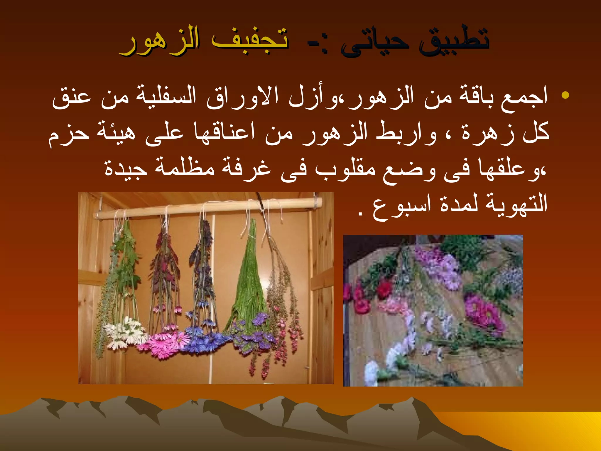 ‫تطبيق حياتى :- تجفبف الزهور‬
‫• اجمع باقة من الزهور،وأزل الوراق السفلية من عنق‬
‫كل زهرة ، واربط الزهور من اعناقها على هيئة حزم‬
     ‫،وعلقها فى وضع مقلوب فى غرفة مظلمة جيدة‬
                            ‫التهوية لمدة اسبوع .‬
 