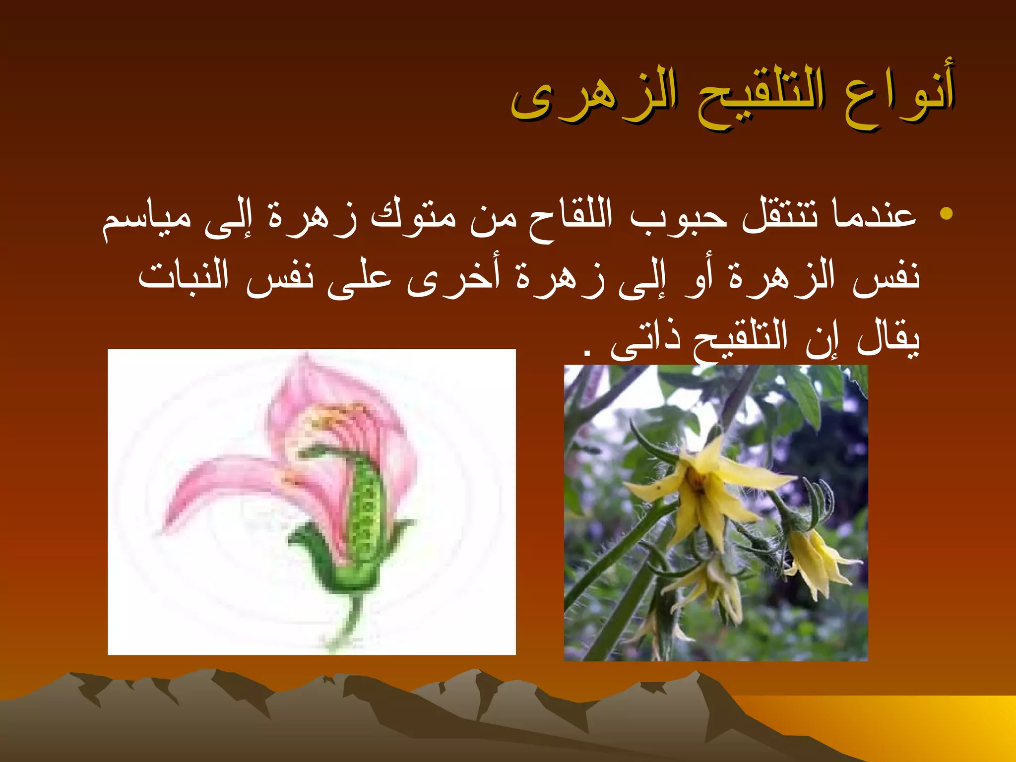 ‫أنواع التلقيح الزهرى‬
‫• عندما تنتقل حبوب اللقاح من متوك زهرة إلى مياسم‬
  ‫نفس الزهرة أو إلى زهرة أخرى على نفس النبات‬
                          ‫يقال إن التلقيح ذاتى .‬
 