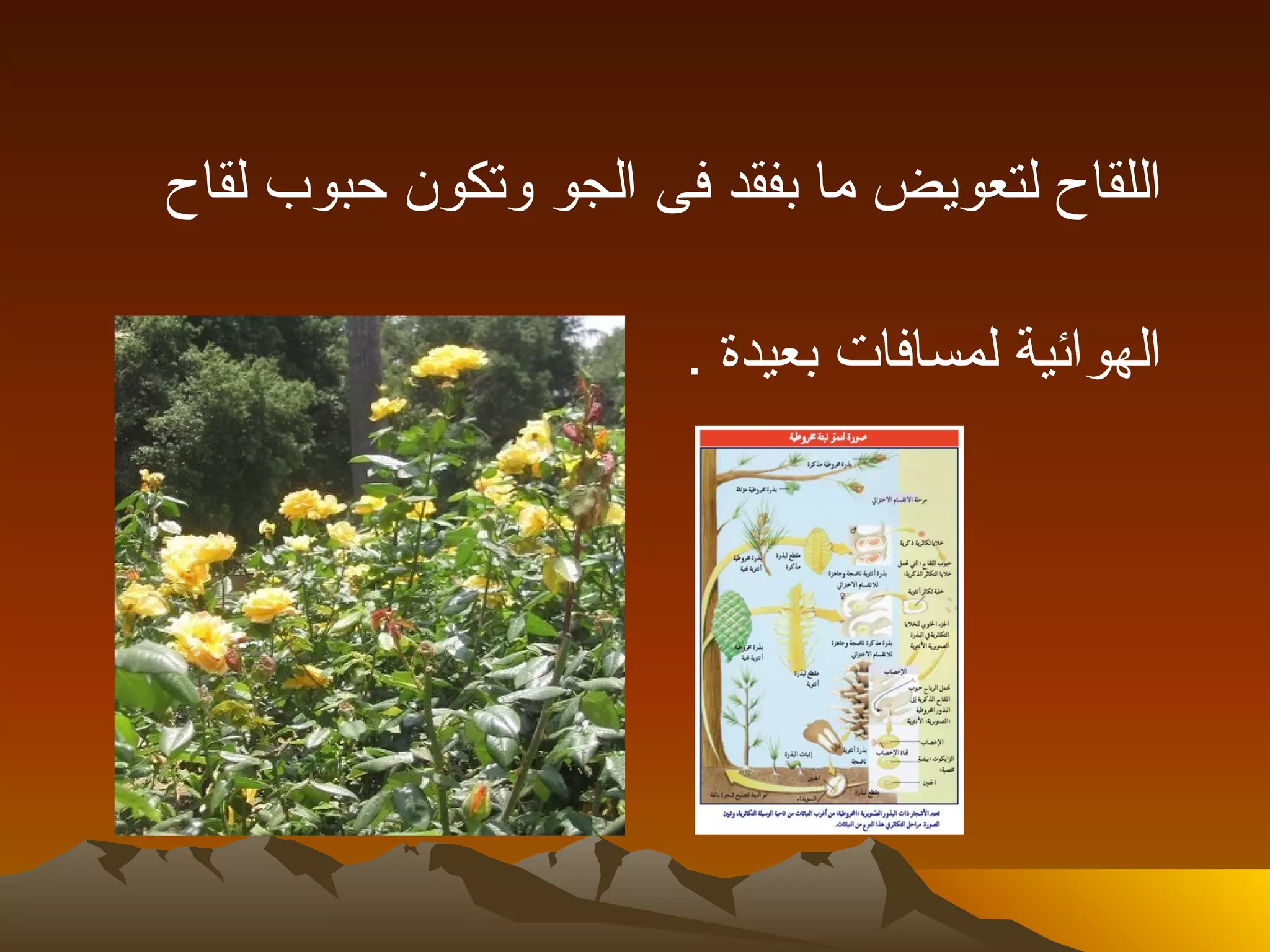 ‫اللقاح لتعويض ما بفقد فى الجو وتكون حبوب لقاح‬

                       ‫الهوائية لمسافات بعيدة .‬
 