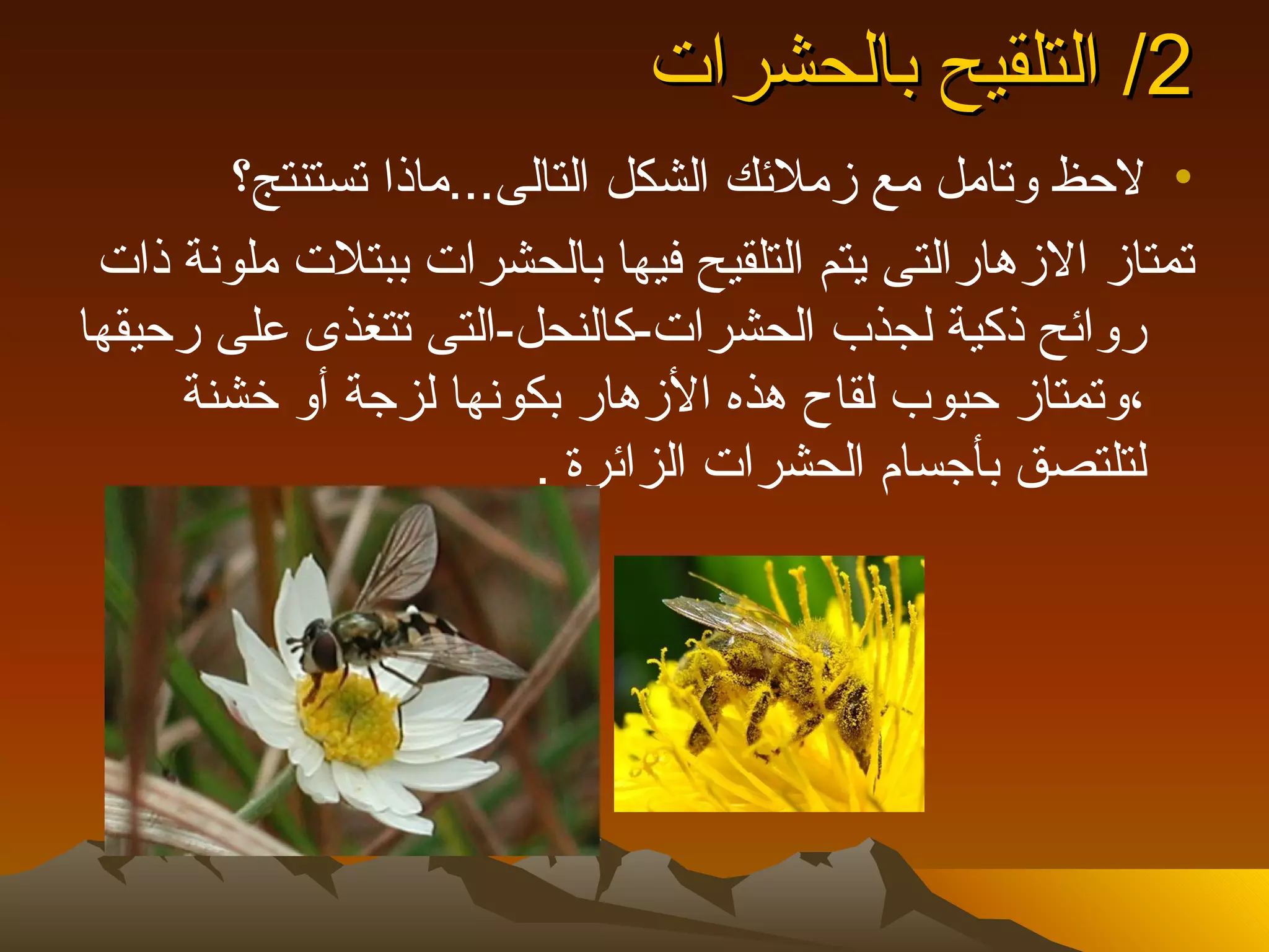 ‫2/ التلقيح بالحشرات‬
        ‫• لحظ وتامل مع زملئك الشكل التالى...ماذا تستنتج؟‬
 ‫تمتاز الزهارالتى يتم التلقيح فيها بالحشرات ببتلت ملونة ذات‬
‫روائح ذكية لجذب الحشرات-كالنحل-التى تتغذى على رحيقها‬
     ‫،وتمتاز حبوب لقاح هذه الزهار بكونها لزجة أو خشنة‬
                         ‫لتلتصق بأجسام الحشرات الزائرة .‬
 