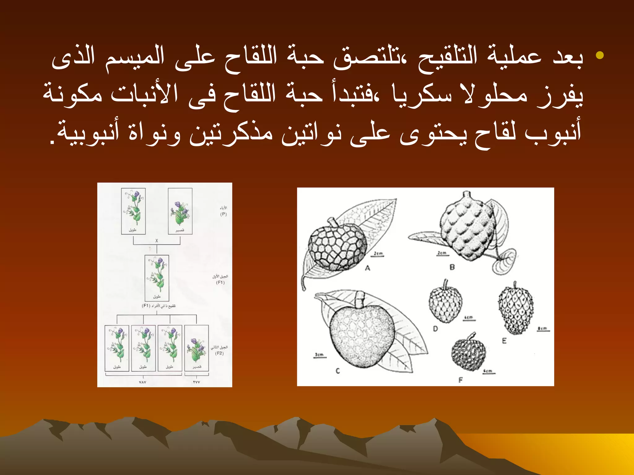 ‫• بعد عملية التلقيح ،تلتصق حبة اللقاح على الميسم الذى‬
‫يفرز محلول سكريا ،فتبدأ حبة اللقاح فى النبات مكونة‬
‫أنبوب لقاح يحتوى على نواتين مذكرتين ونواة أنبوبية.‬
 