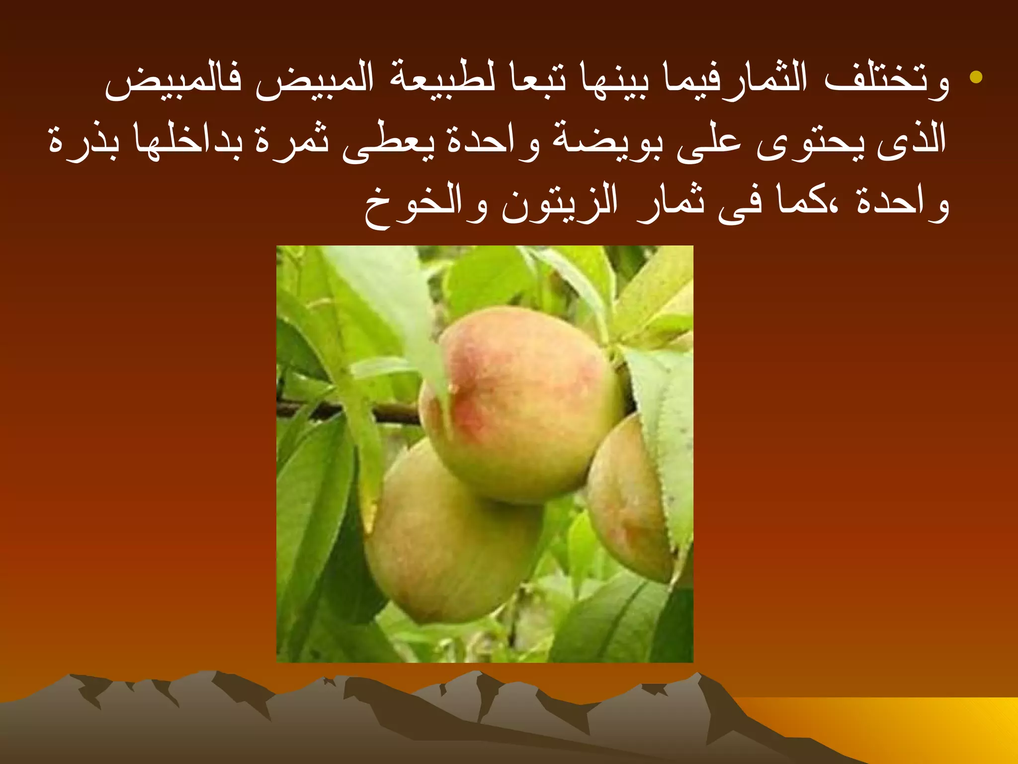 ‫• وتختلف الثمارفيما بينها تبعا لطبيعة المبيض فالمبيض‬
‫الذى يحتوى على بويضة واحدة يعطى ثمرة بداخلها بذرة‬
                   ‫واحدة ،كما فى ثمار الزيتون والخوخ‬
 