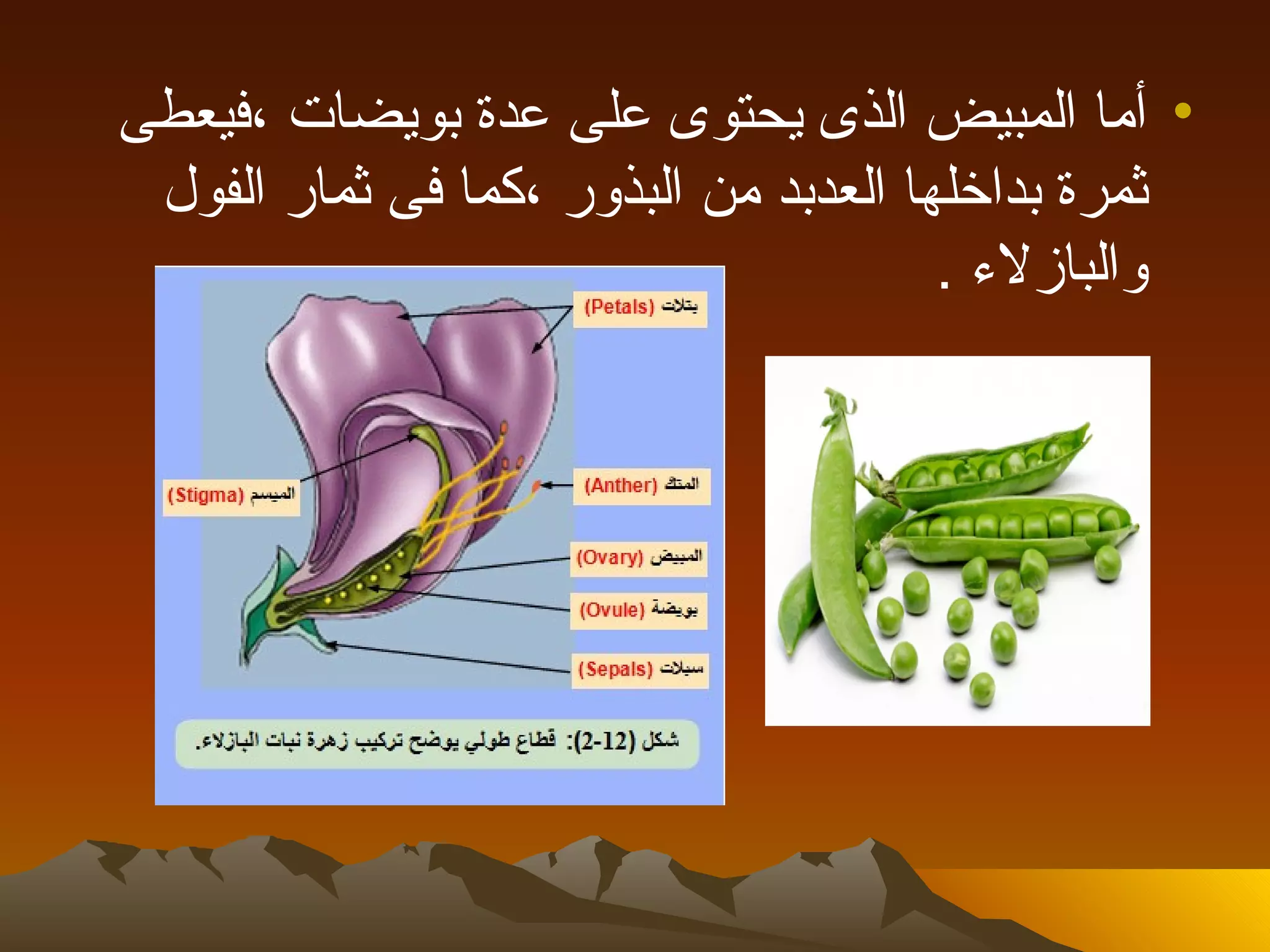 ‫• أما المبيض الذى يحتوى على عدة بويضات ،فيعطى‬
 ‫ثمرة بداخلها العدبد من البذور ،كما فى ثمار الفول‬
                                       ‫والبازلء .‬
 