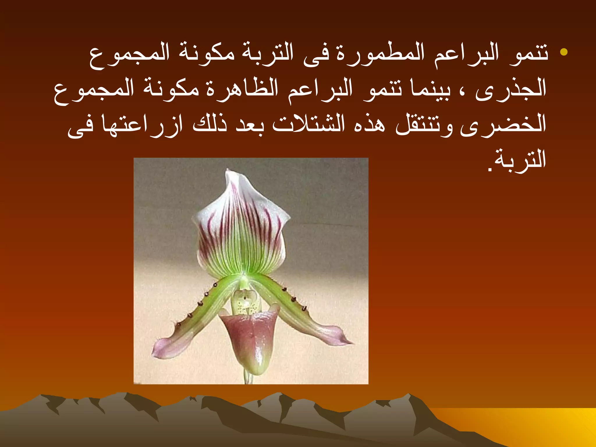 ‫• تنمو البراعم المطمورة فى التربة مكونة المجموع‬
‫الجذرى ، بينما تنمو البراعم الظاهرة مكونة المجموع‬
 ‫الخضرى وتنتقل هذه الشتلت بعد ذلك ازراعتها فى‬
                                            ‫التربة.‬
 