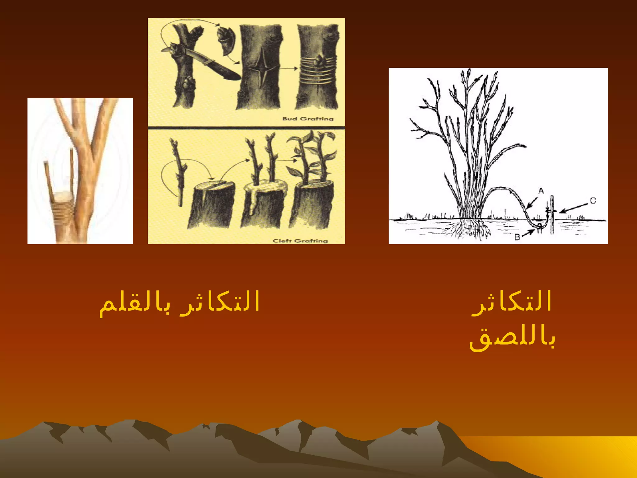 ‫التكاثر بالقلم‬   ‫التكاثر‬
                 ‫باللصق‬
 