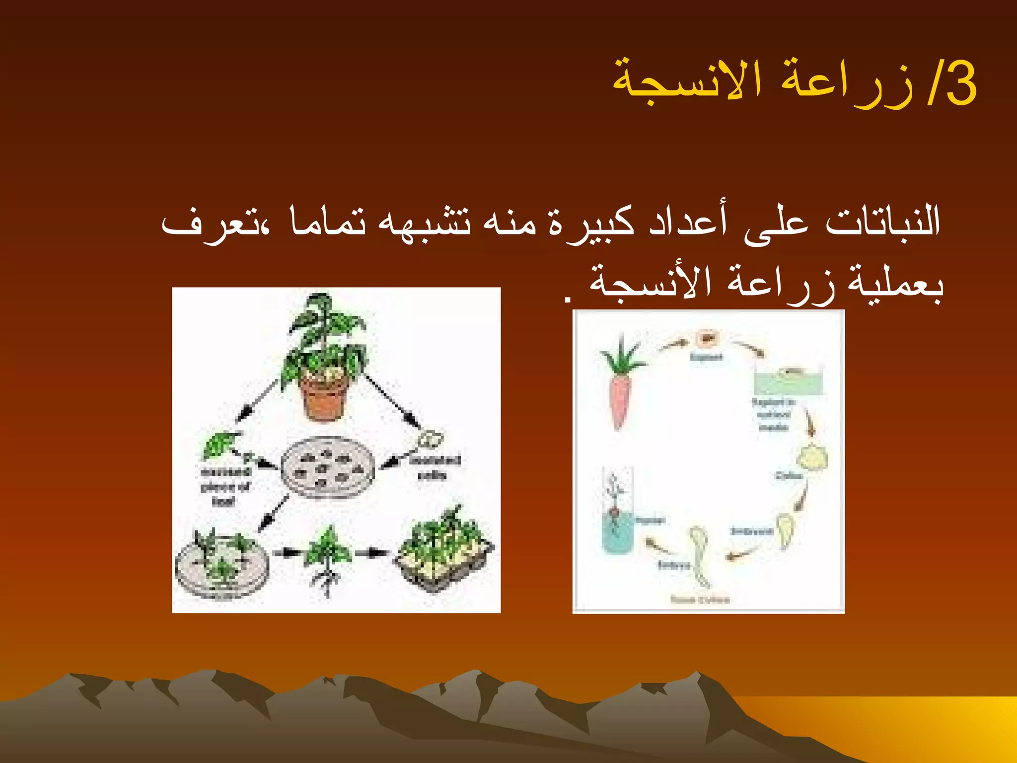 ‫3/ زراعة النسجة‬

‫النباتات على أعداد كبيرة منه تشبهه تماما ،تعرف‬
                       ‫بعملية زراعة النسجة .‬
 