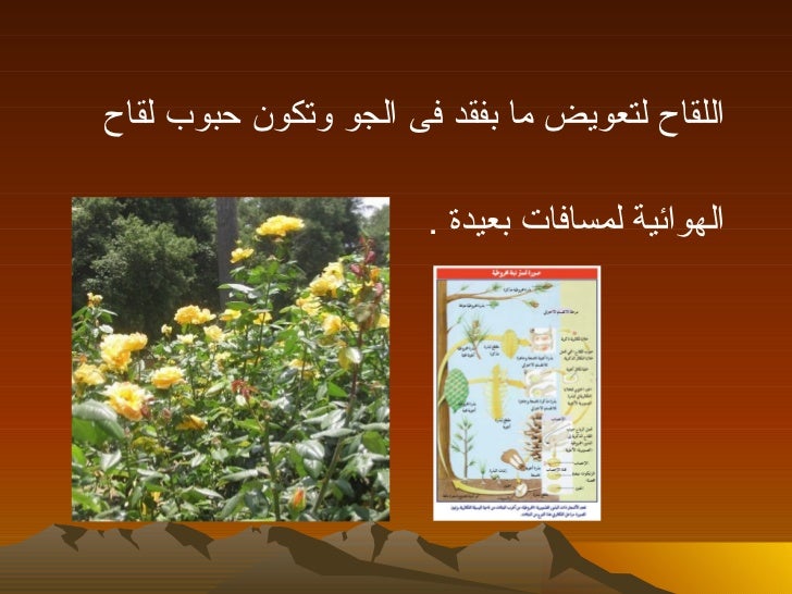 التكاثر فى النبات