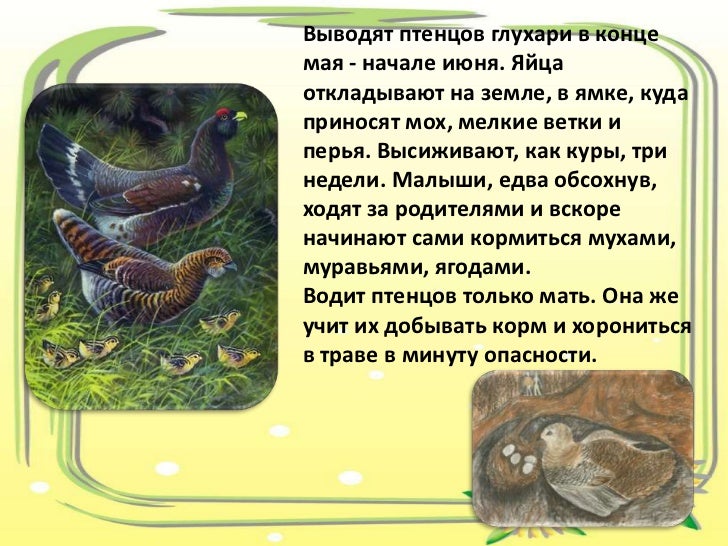 фото птицы капалуха онлайн фото птицы капалуха