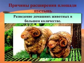 Причины расширения площади
           пустынь
   Нерациональное использование
    Разведение домашних животных в
  растительности на топливо и корм
          большом количестве.
         домашним животным .
Распахивание земли с тонким плодородным
   слоем , под которым находится песок.
 
