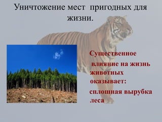 Уничтожение мест пригодных для
            жизни.


                 Существенное
                  влияние на жизнь
                 животных
                 оказывает:
                 сплошная вырубка
                 леса
 
