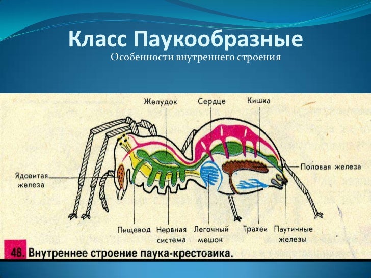 Половая паукообразных