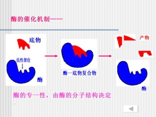 酶的催化机制——




酶的专一性，由酶的分子结构决定
。
 