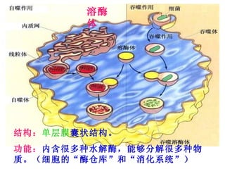 细胞的结构和功能