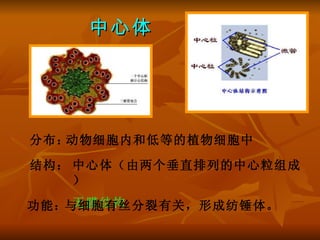 细胞的结构和功能