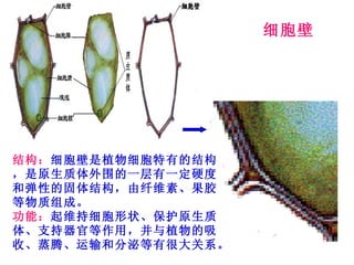 细胞的结构和功能
