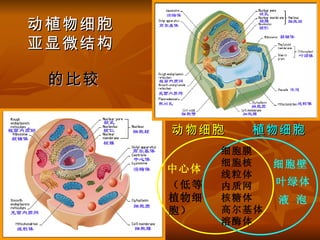 细胞的结构和功能