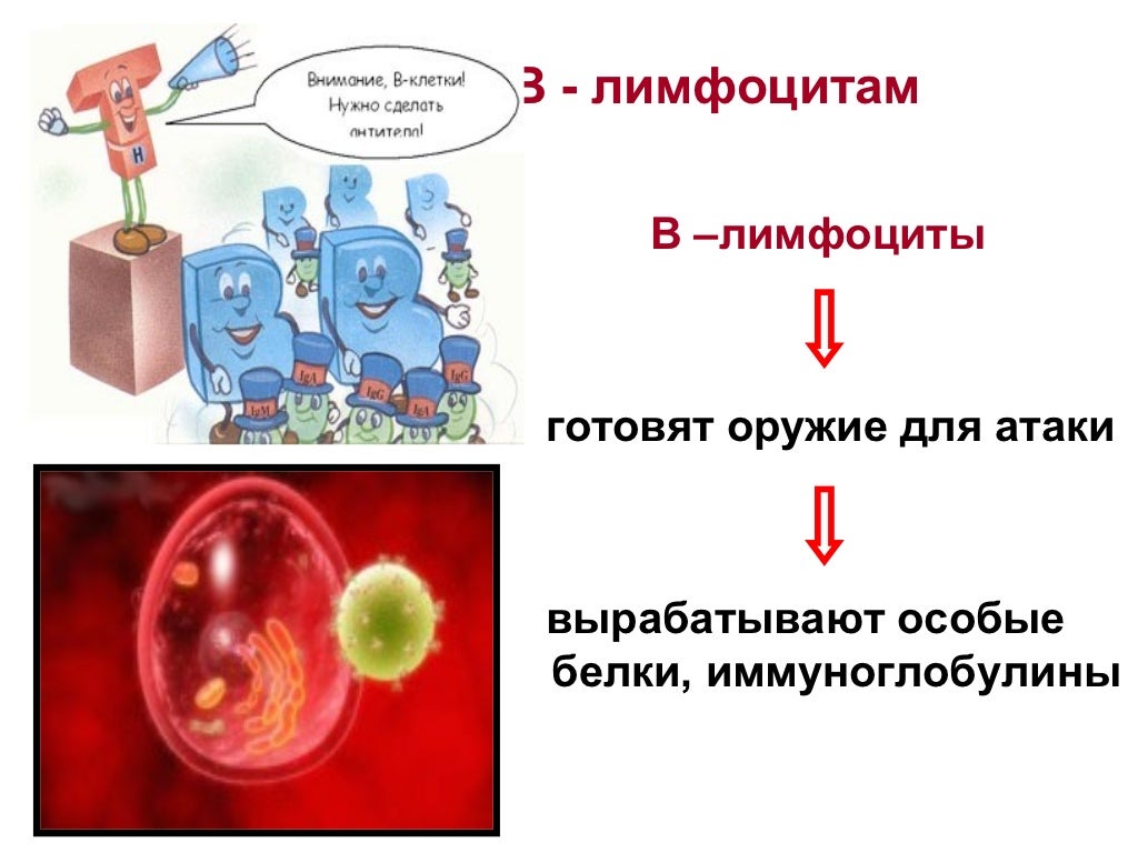 Тест по теме иммунитет. Тест по теме иммунитет