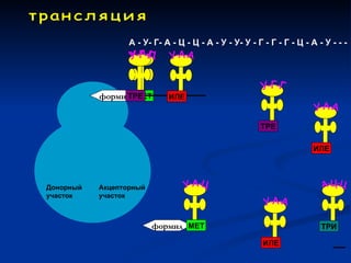 А - У- Г- А - Ц - Ц - А - У - У- У - Г - Г - Г - Ц - А - У - - -




           формил МЕТ
                ТРЕ          ИЛЕ


                                                        ТРЕ

                                                                        ИЛЕ



Донорный   Акцепторный
участок    участок



                         формил МЕТ                                       ТРИ

                                                         ИЛЕ
 