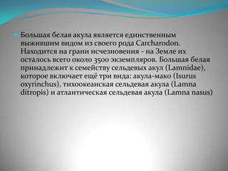  Большая белая акула является единственным
 выжившим видом из своего рода Carcharodon.
 Находится на грани исчезновения - на Земле их
 осталось всего около 3500 экземпляров. Большая белая
 принадлежит к семейству сельдевых акул (Lamnidae),
 которое включает ещё три вида: акула-мако (Isurus
 oxyrinchus), тихоокеанская сельдевая акула (Lamna
 ditropis) и атлантическая сельдевая акула (Lamna nasus)
 