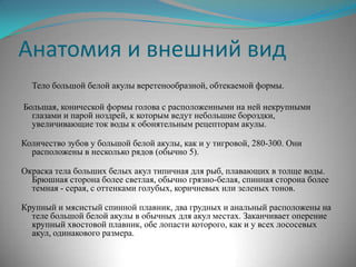 Анатомия и внешний вид
  Тело большой белой акулы веретенообразной, обтекаемой формы.

Большая, конической формы голова с расположенными на ней некрупными
  глазами и парой ноздрей, к которым ведут небольшие бороздки,
  увеличивающие ток воды к обонятельным рецепторам акулы.

Количество зубов у большой белой акулы, как и у тигровой, 280-300. Они
  расположены в несколько рядов (обычно 5).

Окраска тела больших белых акул типичная для рыб, плавающих в толще воды.
  Брюшная сторона более светлая, обычно грязно-белая, спинная сторона более
  темная - серая, с оттенками голубых, коричневых или зеленых тонов.

Крупный и мясистый спинной плавник, два грудных и анальный расположены на
  теле большой белой акулы в обычных для акул местах. Заканчивает оперение
  крупный хвостовой плавник, обе лопасти которого, как и у всех лососевых
  акул, одинакового размера.
 