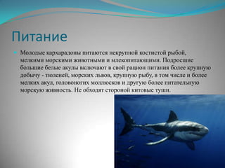 Питание
 Молодые кархарадоны питаются некрупной костистой рыбой,
  мелкими морскими животными и млекопитающими. Подросшие
  большие белые акулы включают в свой рацион питания более крупную
  добычу - тюленей, морских львов, крупную рыбу, в том числе и более
  мелких акул, головоногих моллюсков и другую более питательную
  морскую живность. Не обходят стороной китовые туши.
 