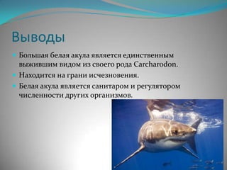 Выводы
 Большая белая акула является единственным
  выжившим видом из своего рода Carcharodon.
 Находится на грани исчезновения.
 Белая акула является санитаром и регулятором
  численности других организмов.
 