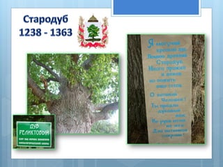 в поиске своих корней