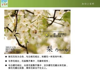 如何区分梅樱杏桃李花