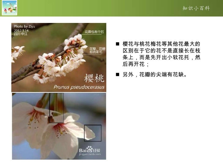 如何区分梅樱杏桃李花