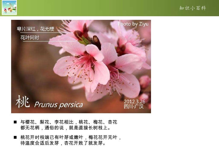 如何区分梅樱杏桃李花