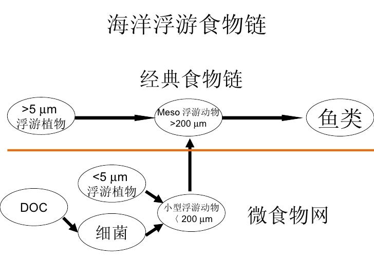 海洋浮游食物链 海洋浮游食物链